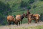 Young calf elk greets its mother in the alpine country of the Colorado Rockies Art Print